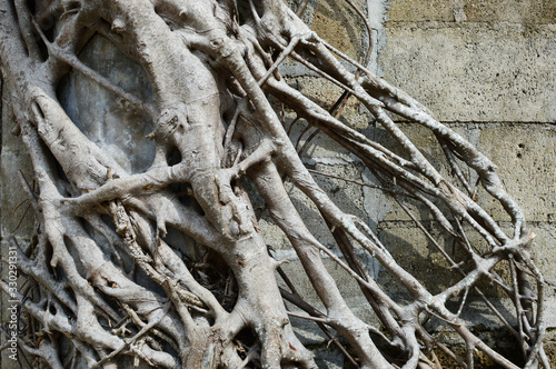 ブロック塀に残る枯れた木の根 © Ta-c