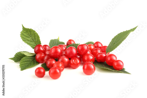 Nanking cherry and branch
