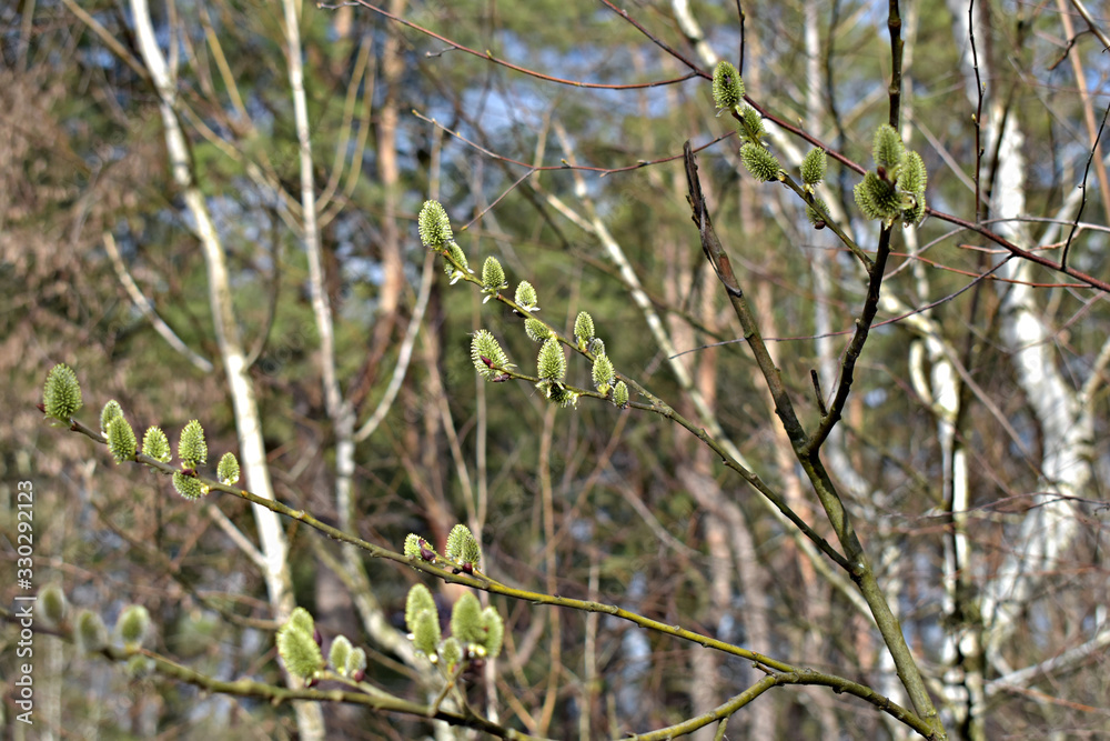 Young grove of trees with bursting buds. Young grove of trees with bursting buds.