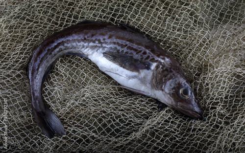 Alaska pollock on net
