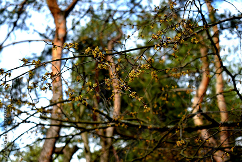 A branch with blossoming buds grows in a deciduous forest.