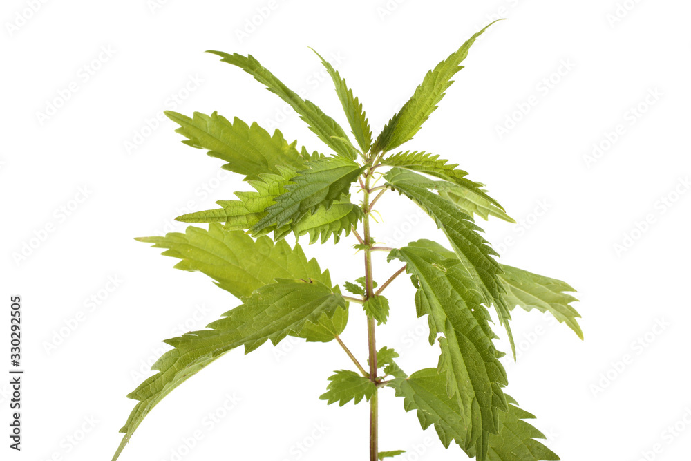 Growing nettle isolated on white Growing nettle isolated on white