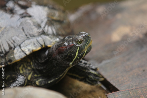Brazilian Turtle is the most popular pet turtle in the United States and is also popular as a pet across the rest of the world.