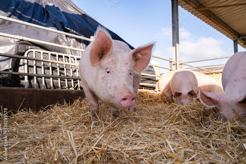 Bioschweinehaltung - Jungsau freut sich über frisches Stroh im Aussenbereich des Stalles. photo