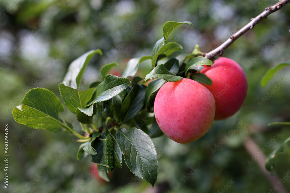 Plums on tree