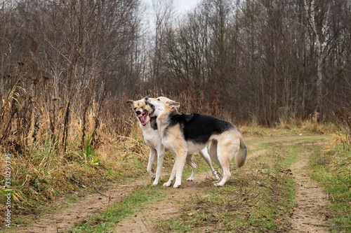 Dogs running in autumn countryside at cloudy day