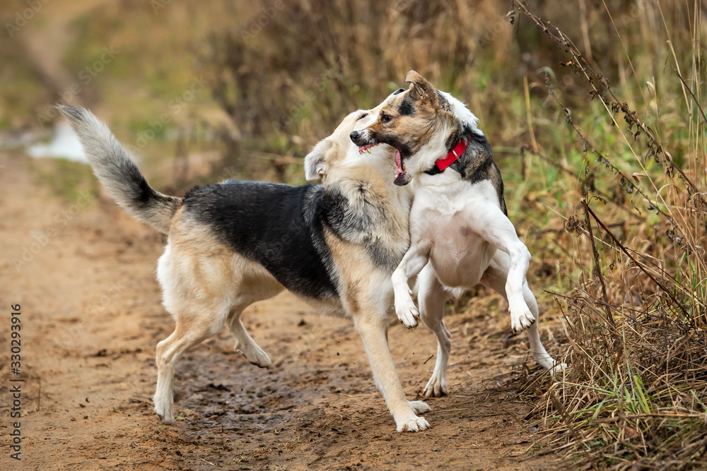Dogs fighting in autumn field. cloudy day