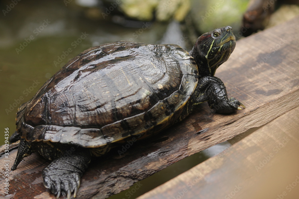 Fototapeta premium Brazilian Turtle is the most popular pet turtle in the United States and is also popular as a pet across the rest of the world.