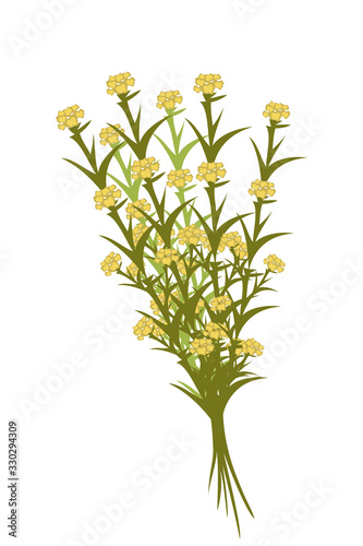 Vector illustration of bunch yellow flowers herb