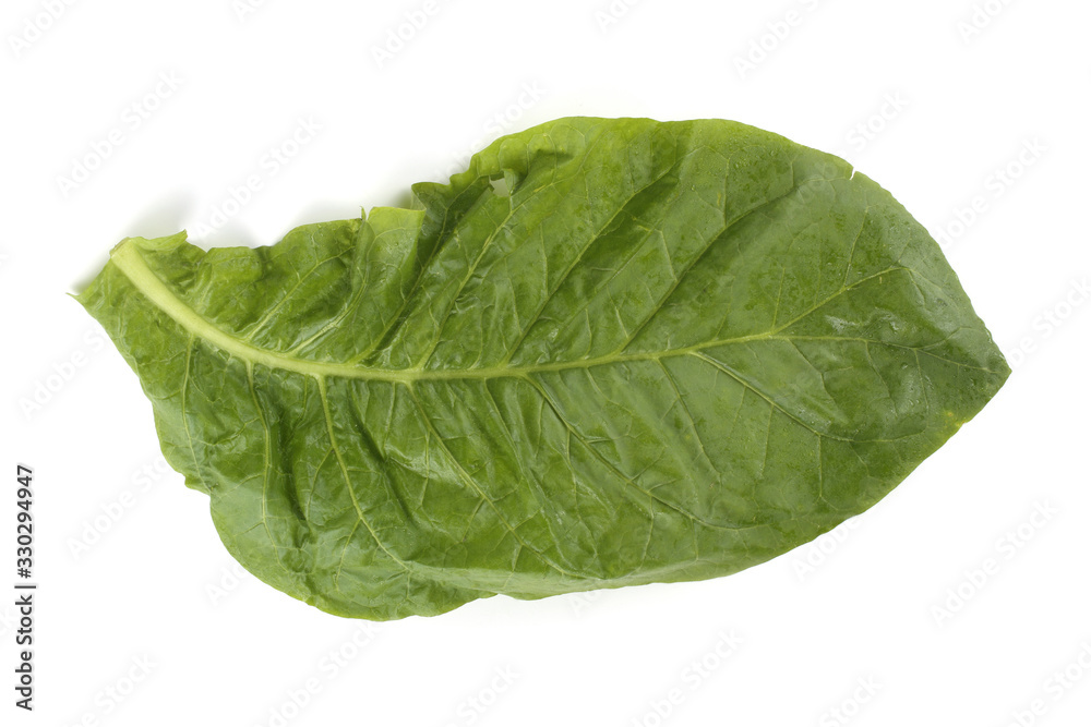 Tobacco leaf isolated on white Tobacco leaf isolated on white