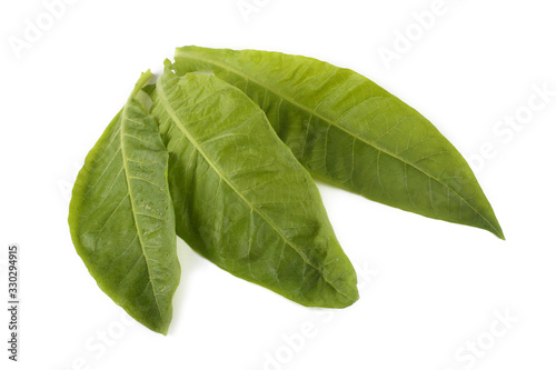 Tobacco leaves isolated on white