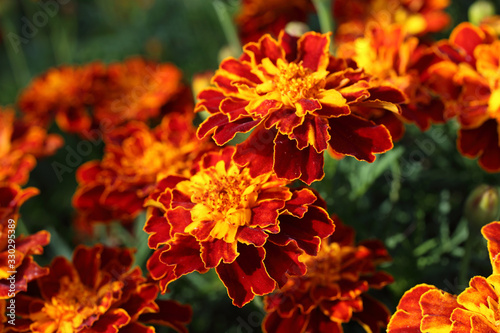 Marigold flowers background