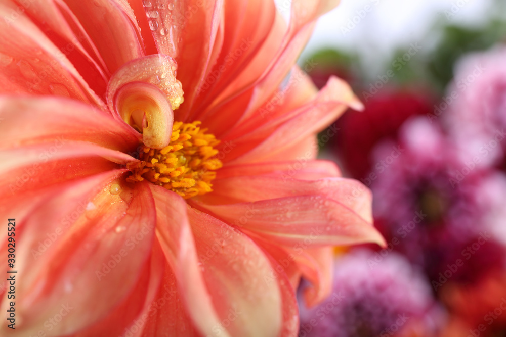 Dahlia flower and bokeh flowers background Dahlia flower and bokeh flowers background