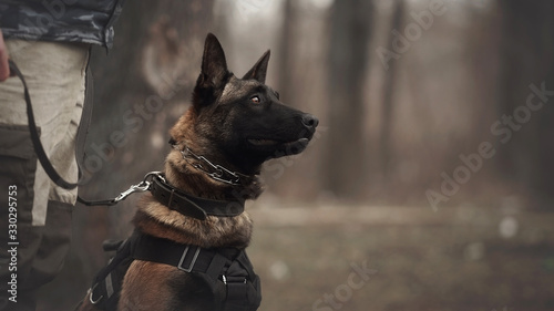 Protect dog belgian malinois on training photo