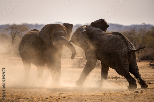 Photography A dramatic photograph of two elephant bulls fighting for territory and kicking up dust at sunset, taken in the Madikwe Game Reserve, South Africa