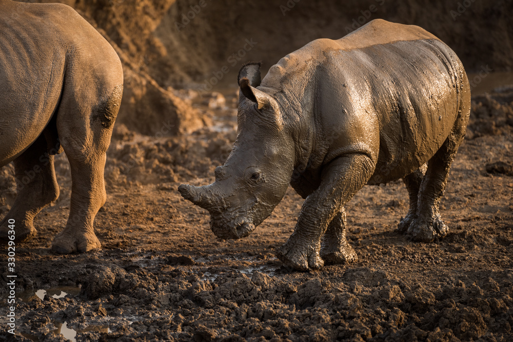 Fototapeta premium A beautiful portrait of a wet baby white rhino at sunset, covered in mud, taken in the Madikwe Game Reserve, South Africa.