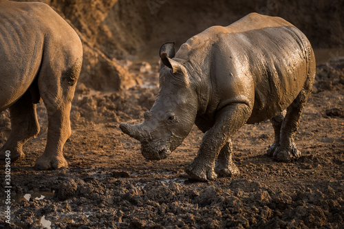 A beautiful portrait of a wet baby white rhino at sunset  covered in mud  taken in the Madikwe Game Reserve  South Africa.