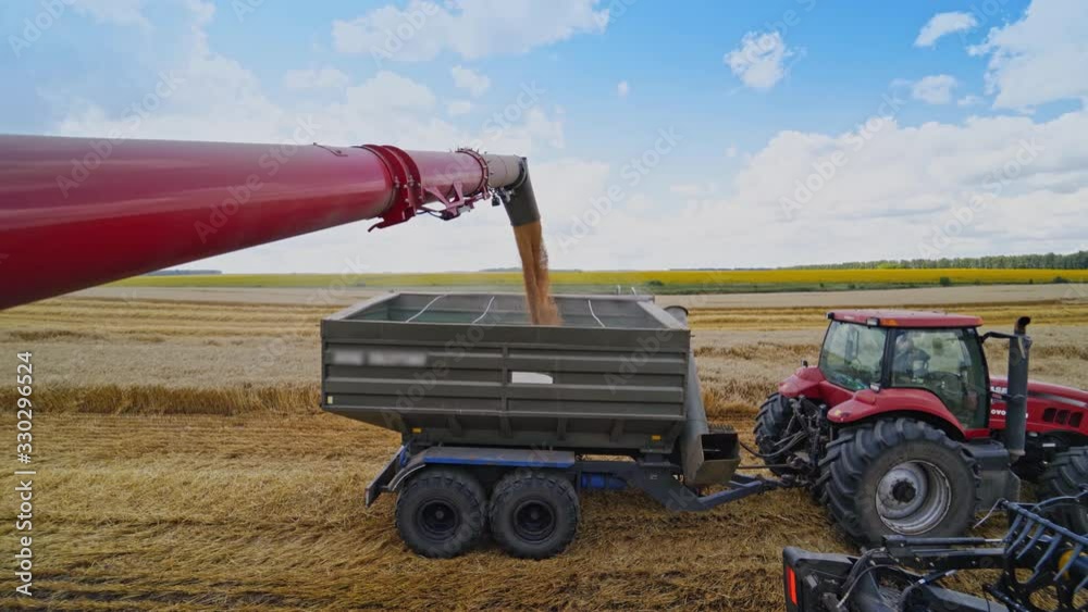 Combine harvester auger unloading grains of wheat. Combine harvester