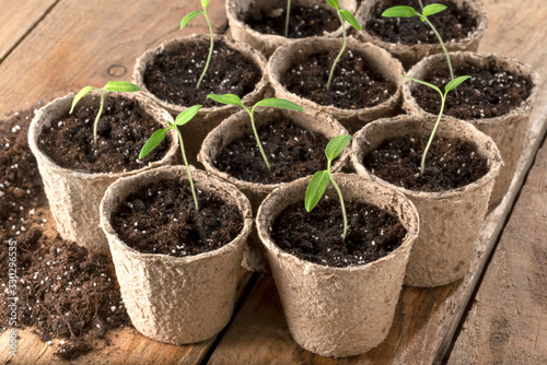 Tomato seedlings in paper pots