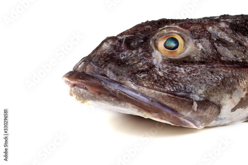 Goby fish portrait isolated on white photo