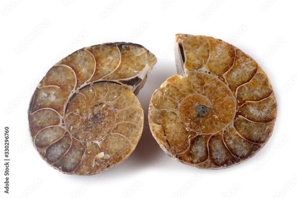 Ammonite halves isolated on white