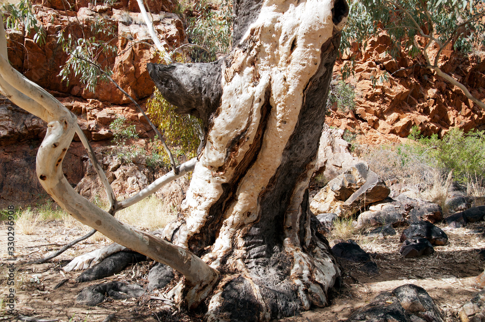Alice Springs Australia, old gum tree trunk with scars in Ormiston Gorge Alice Springs Australia, old gum tree trunk with scars in Ormiston Gorge