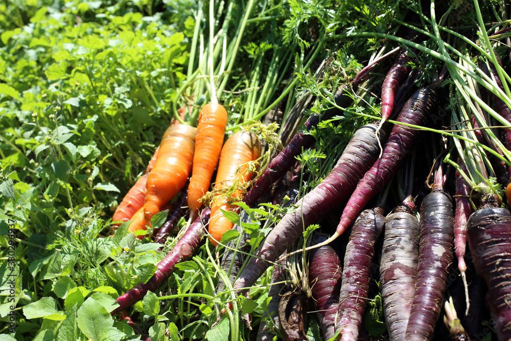 Carrots and unusual violet carrots harvest Carrots and unusual violet carrots harvest