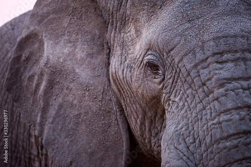 A beautiful close up portrait of an elephant's eye and face taken after sunset in the Madikwe Game Reserve, South Africa.