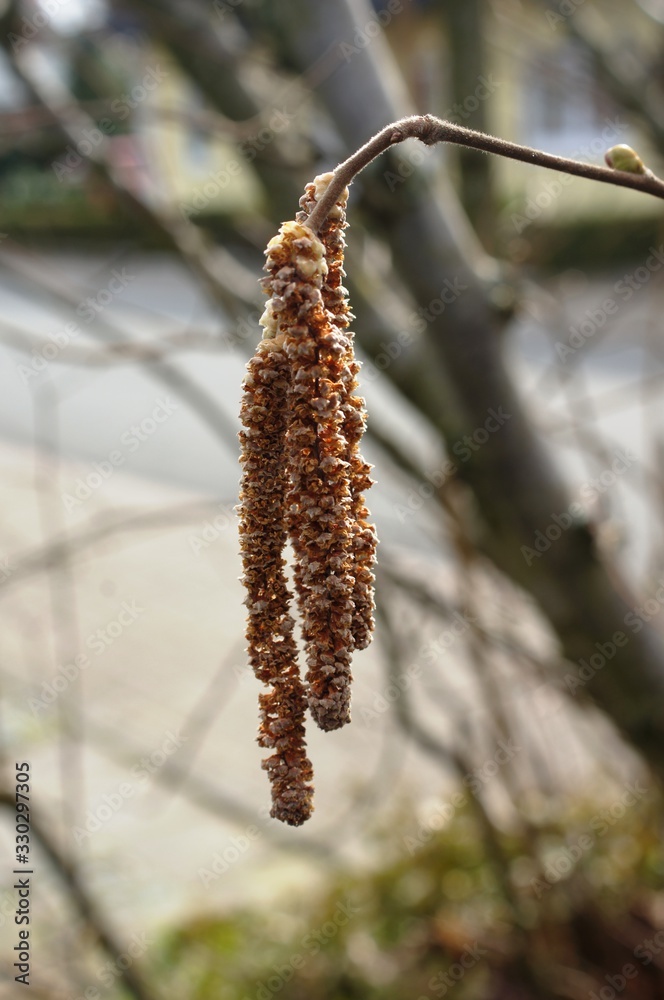 Ostern Weidenkätzchen Ostern Weidenkätzchen