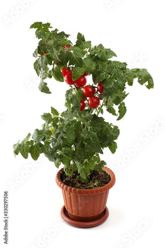 Cherry tomato growing in pot