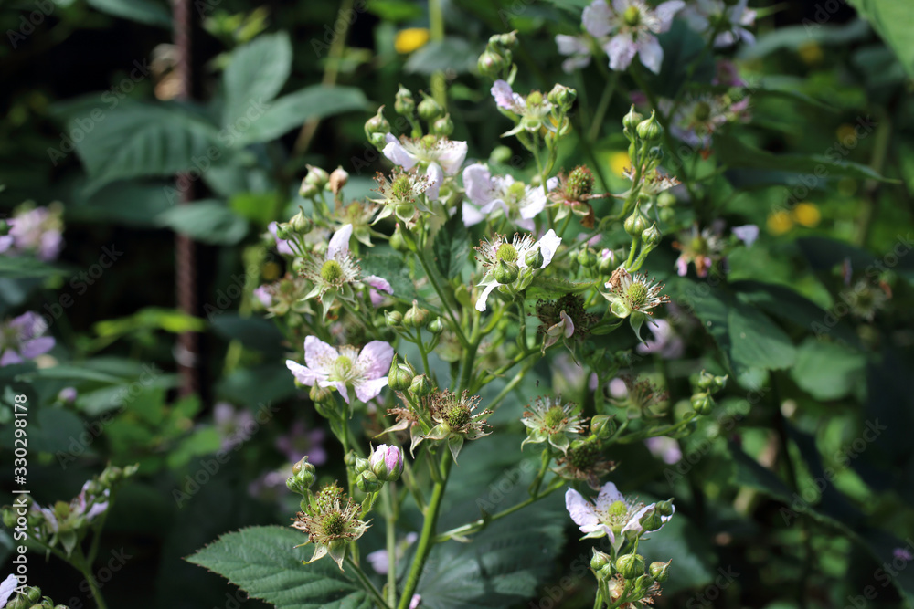 Blackberry blossom. Buds, flowers and unripe berries Blackberry blossom. Buds, flowers and unripe berries