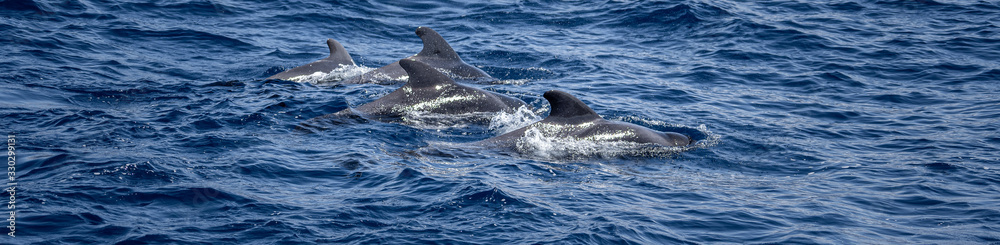 Fototapeta premium Kanaren La Gomera