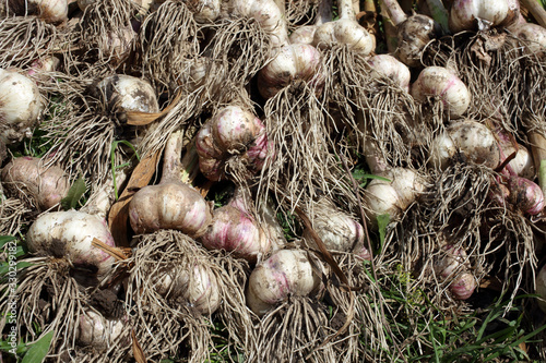Garlic harvest on field. Agricultural background