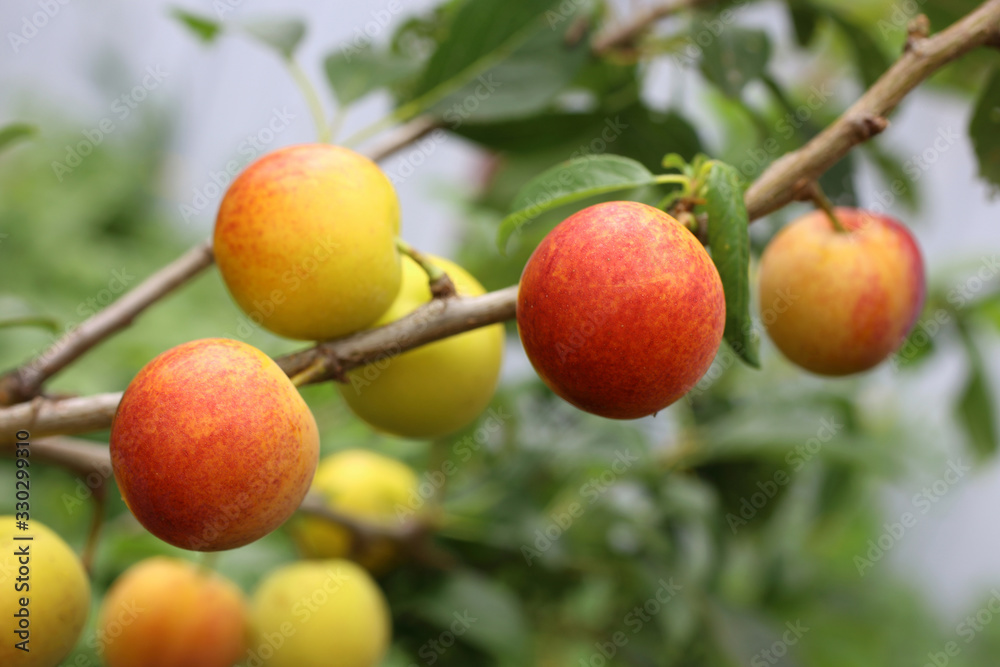 Obraz premium Growing plums. Red and yellow. Harvest