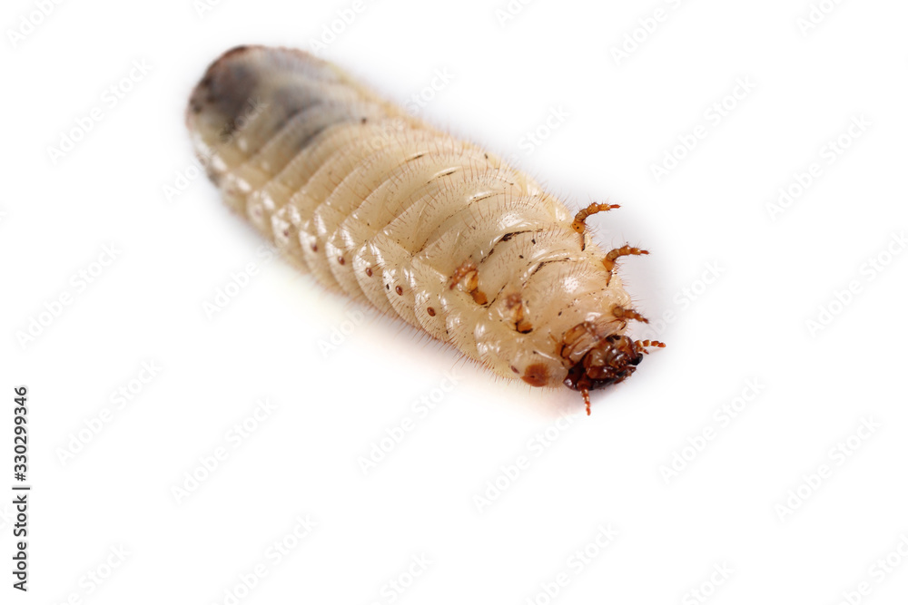 Green rose chafer larva. Useful insect. Larvas improve soil (recycle organics) Green rose chafer larva. Useful insect. Larvas improve soil (recycle organics)