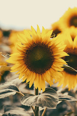 Sierkussen Geel Zomerse zonnebloem in bloei  © Attila