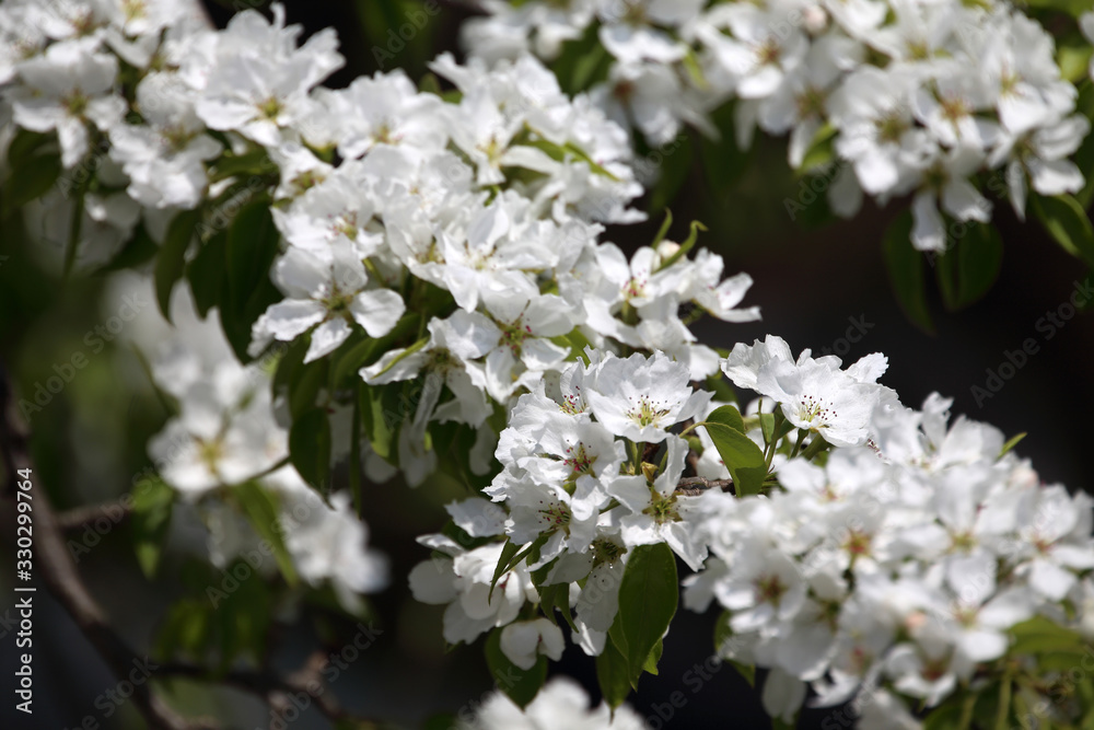 Pear blossom. Beautiful white flowers Pear blossom. Beautiful white flowers