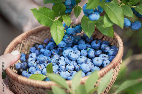 Photo Blueberries picking