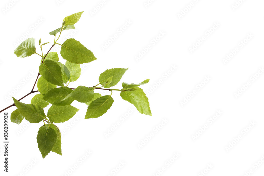 Birch branch with leaves isolated on white Birch branch with leaves isolated on white