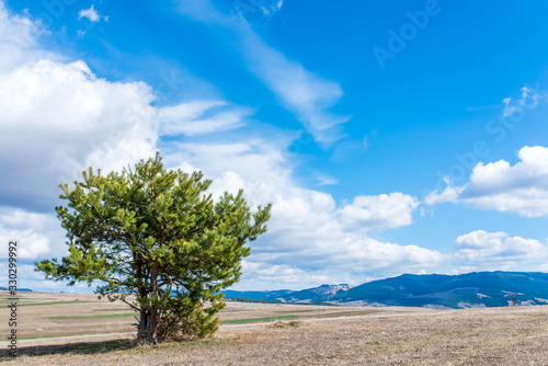 Single pine tree at lifeless meadow at springtime  beautiful blue sky with white clouds.