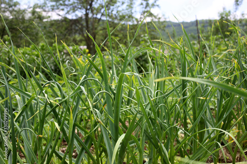 Growing garlic on field. agricultural background