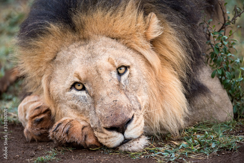 Fototapeta Naklejka Na Ścianę i Meble -  A beautiful portrait of a male lion lying on the ground, looking straight at the camera, taken in the Madikwe Game Reserve, South Africa.
