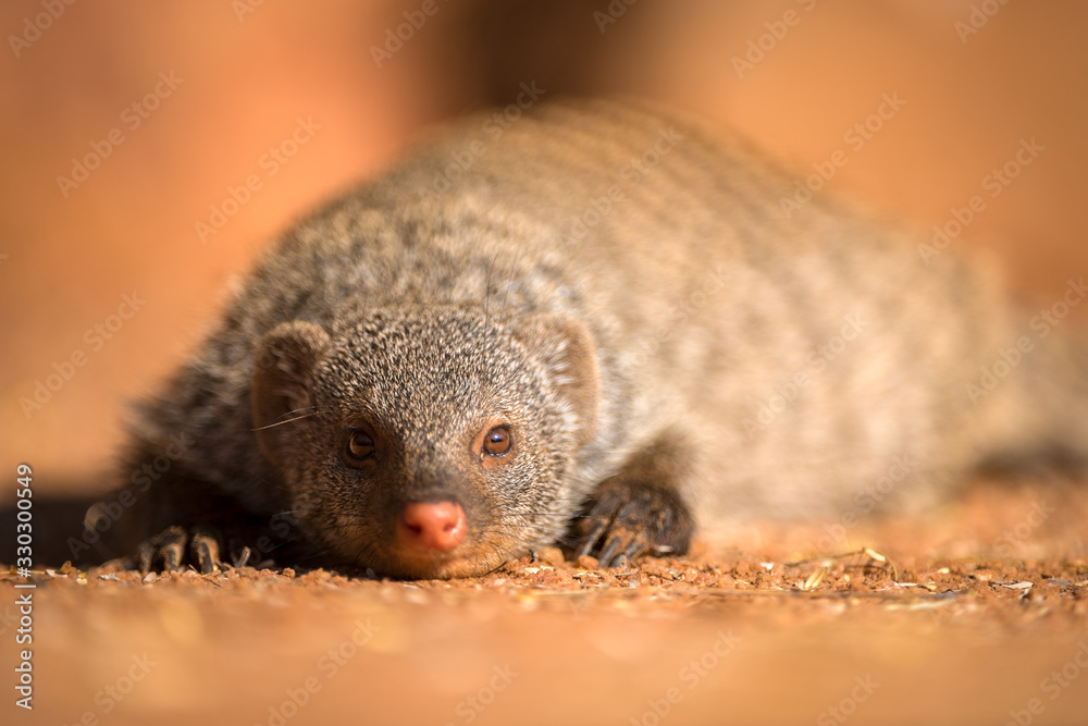 Φωτογραφία A close up portrait of a banded Mongoose lying on the ground looking straight at the camera at sunset, taken in the Madikwe Game Reserve, South Africa