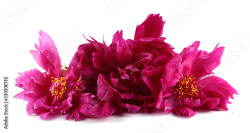 Fototapeta Naklejka Na Ścianę i Meble -  Old pink peony flowers isolated on white