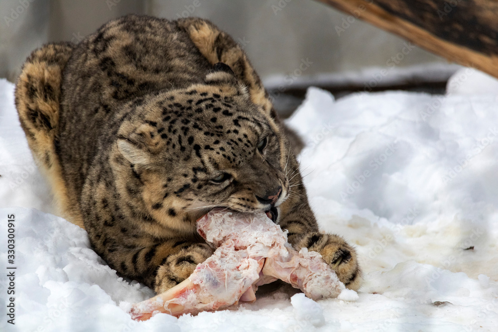 Léopard des neiges, zoo de Granby, Québec Canada