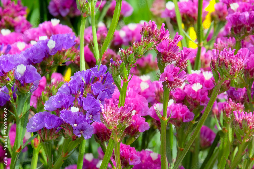 Blooming limonium (lat. Limonium)