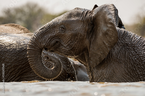 A close up action portrait of a swimming elephant, splashing, playing and drinking in a waterhole at the Madikwe Game Reserve, South Africa.