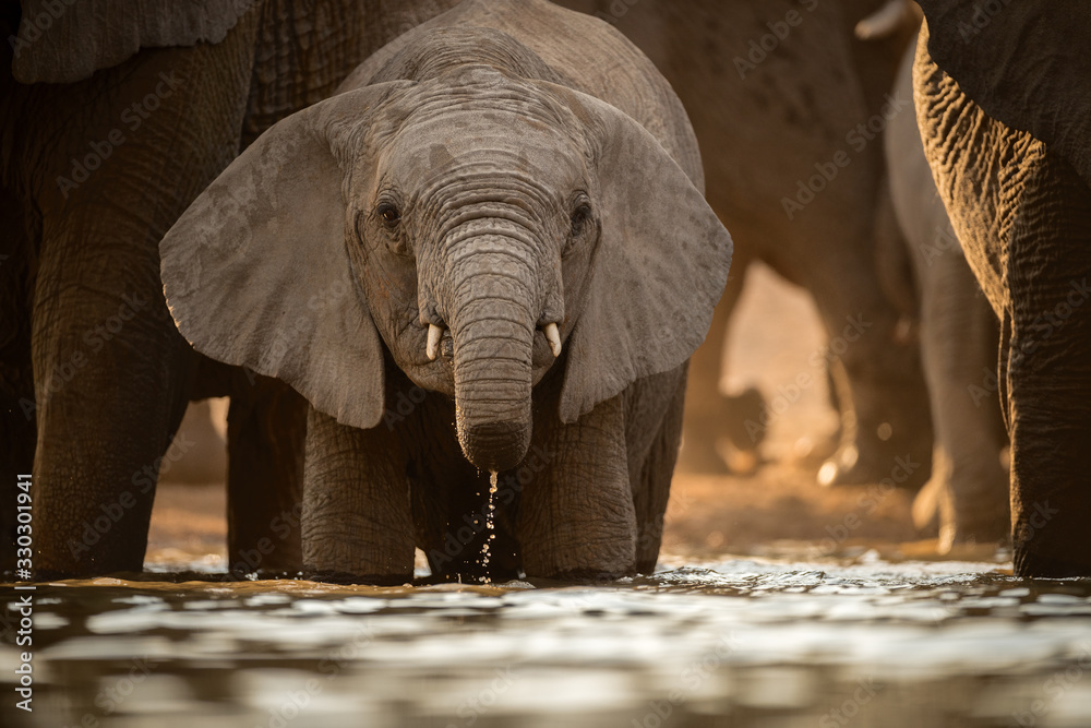 Φωτογραφία A beautiful golden front on photograph of a young elephant drinking at a waterhole at sunset, in the Madikwe game reserve, South Africa