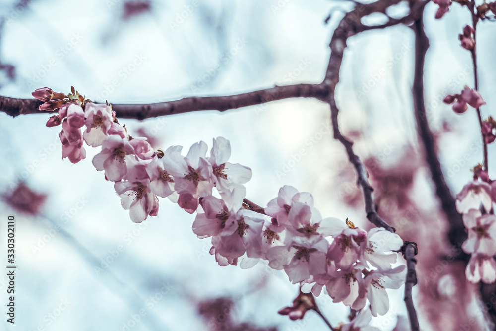 Blooming pink cherry tree branches with beautiful and tender sakura flowers Blooming pink cherry tree branches with beautiful and tender sakura flowers