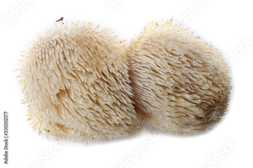 Hericium erinaceus mushroom (monkey head mushroom, bearded tooth fungus, bearded hedgehog mushroom, pom pom, lion's mane mushroom)